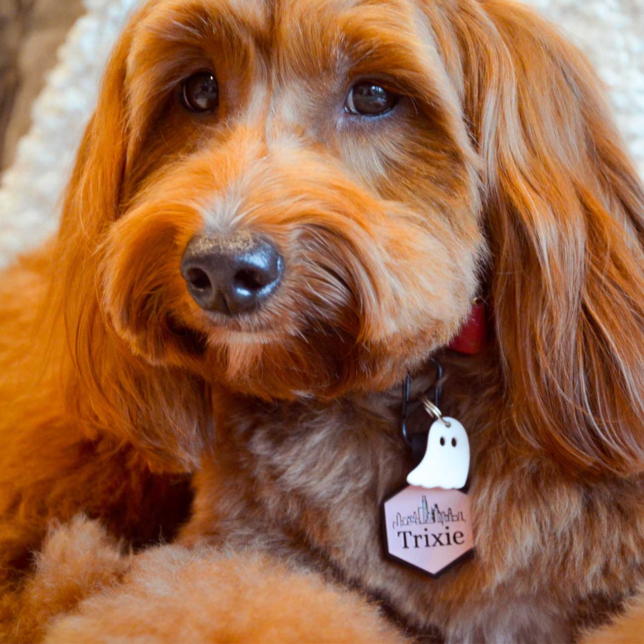 Close-up of a brown dog with a tag on a soft surface