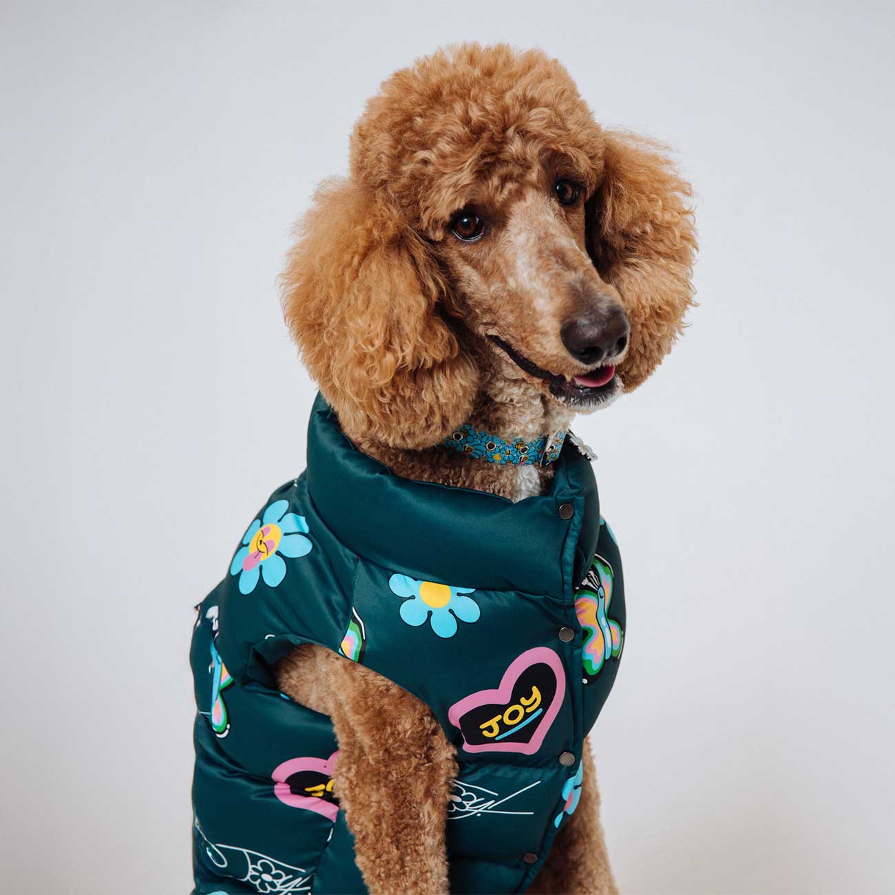 Brown poodle wearing a green floral and heart-patterned jacket on a white background