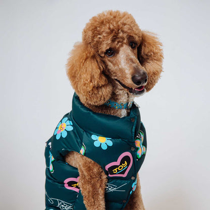 Brown poodle wearing a green floral and heart-patterned jacket on a white background