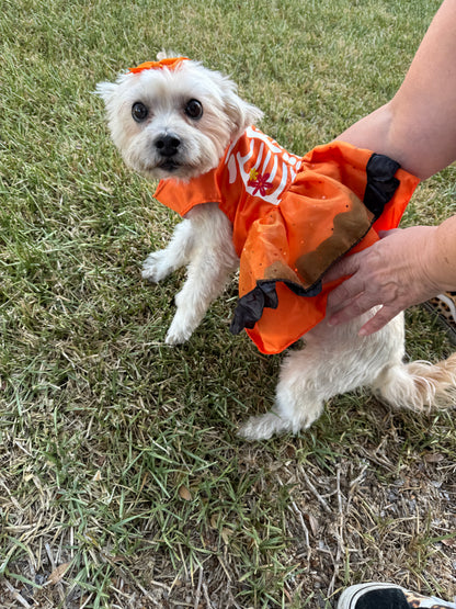 orange Im4pawscreation  Halloween dress, small