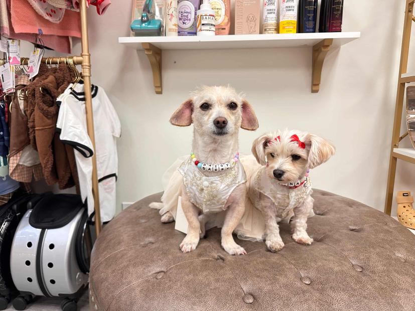 Adorable Bowknot Pet Dress