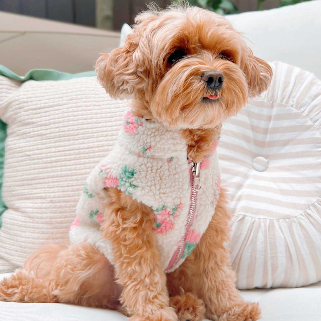 Small dog wearing a floral fleece jacket sitting on a couch.