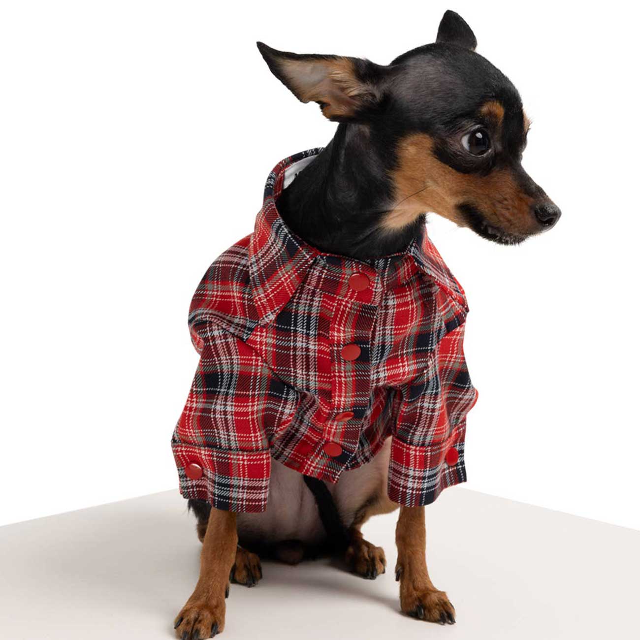 Dog wearing a red plaid shirt on a white background