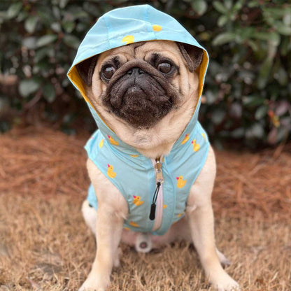 Pug wearing a light blue raincoat with yellow duck patterns on a grassy background