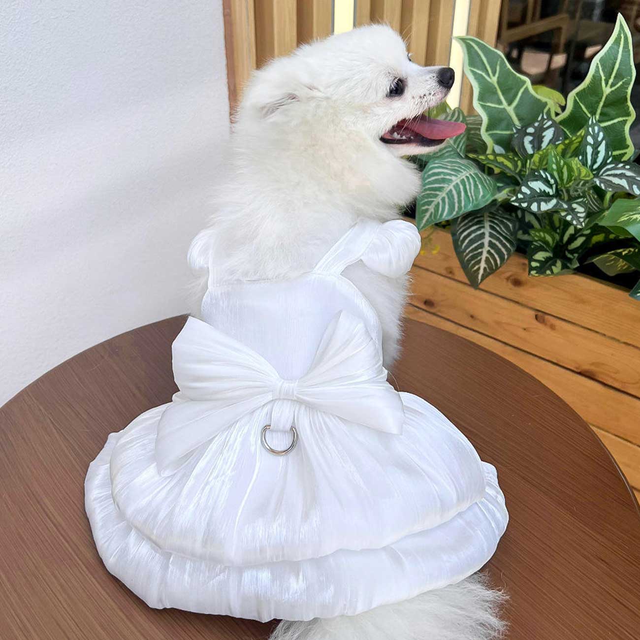White dog wearing a white dress with a bow, sitting on a wooden table.