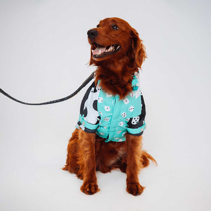 Dog wearing a turquoise outfit with black and white patterns on a light gray background