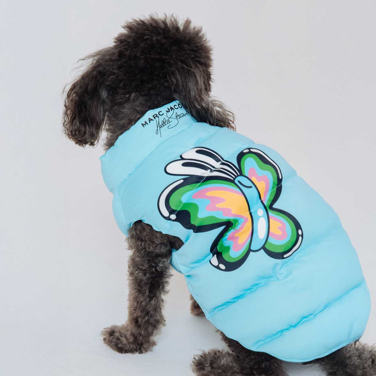 Dog wearing a light blue puffer jacket with a colorful butterfly design on a white background