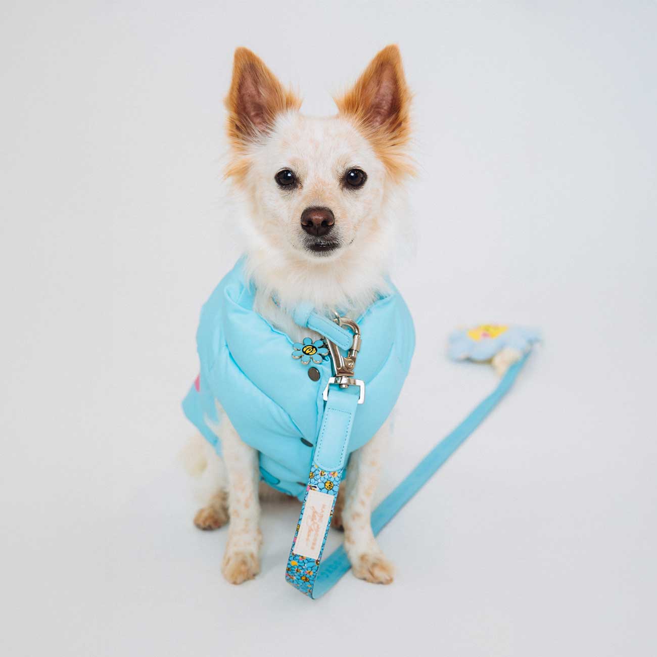 Small dog wearing a light blue jacket with a matching leash on a white background