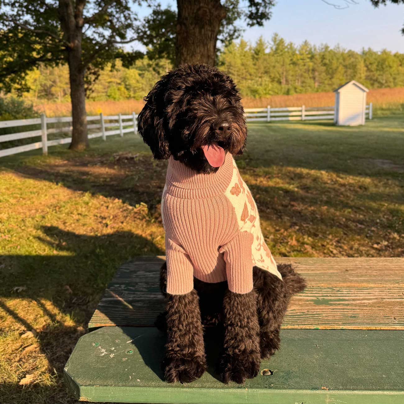 Dog wearing a sweater sitting on a bench outdoors with trees and a fence in the background.