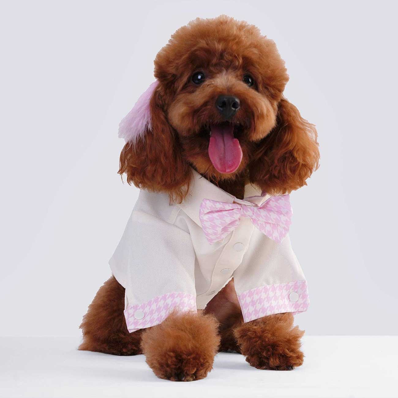 Dog wearing a white outfit with pink accents on a white background