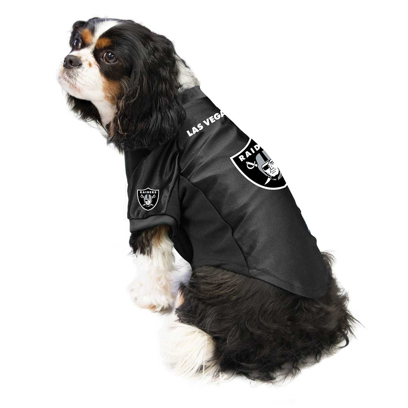 Dog wearing a black Raiders jersey on a white background