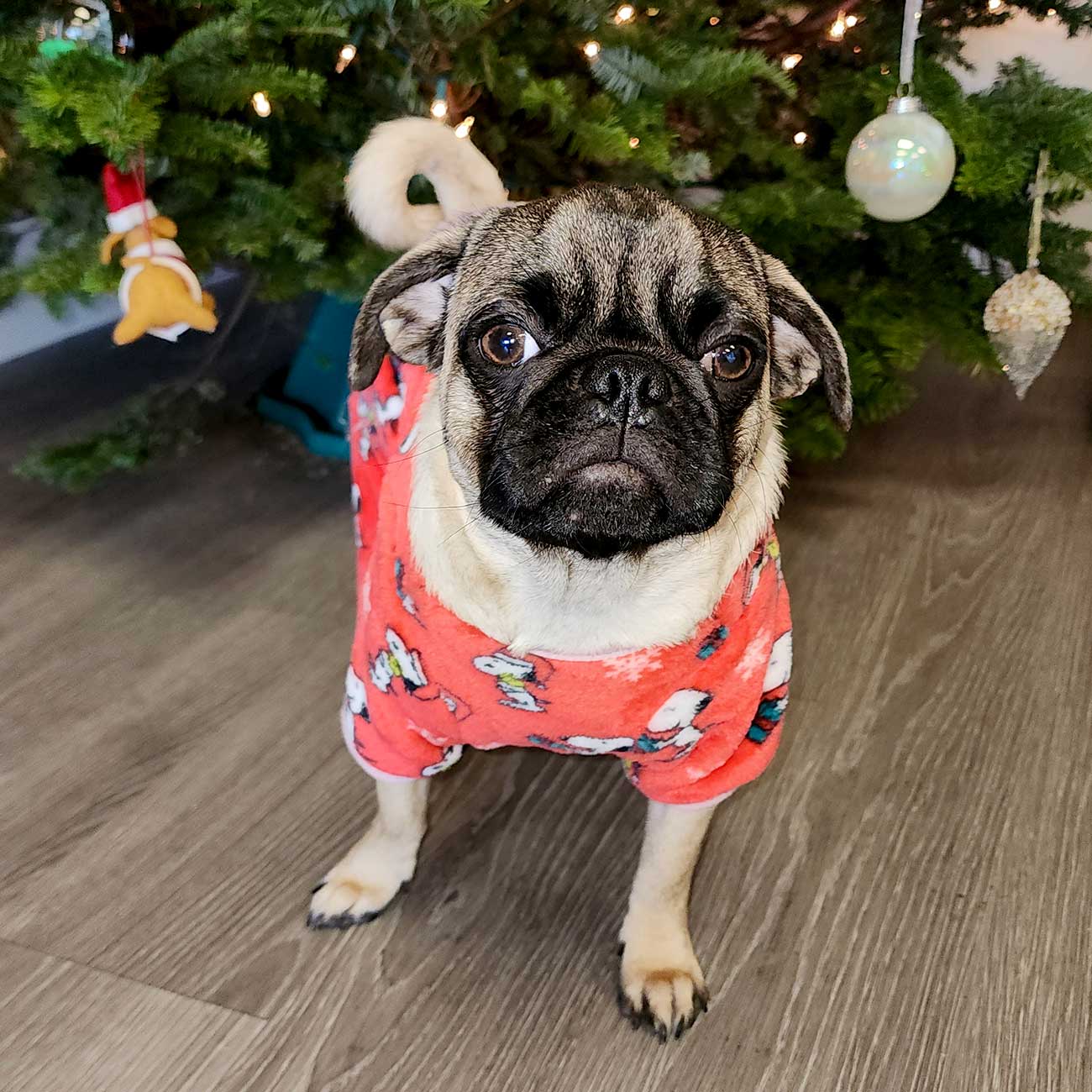 Pug dog wearing a red outfit with cartoon characters in front of a decorated Christmas tree.