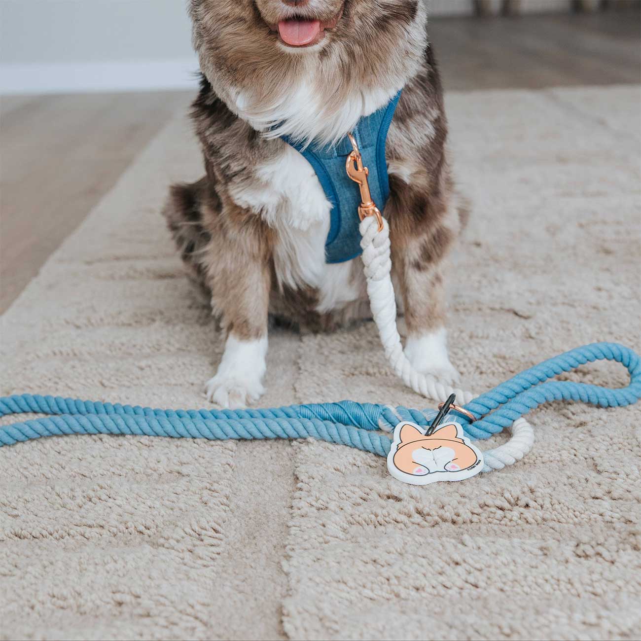 Dog wearing a blue harness with a rope toy and a dog-shaped dog waste bag holder on a carpeted floor