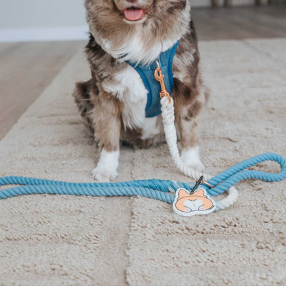Dog wearing a blue harness with a rope toy and a dog-shaped dog waste bag holder on a carpeted floor