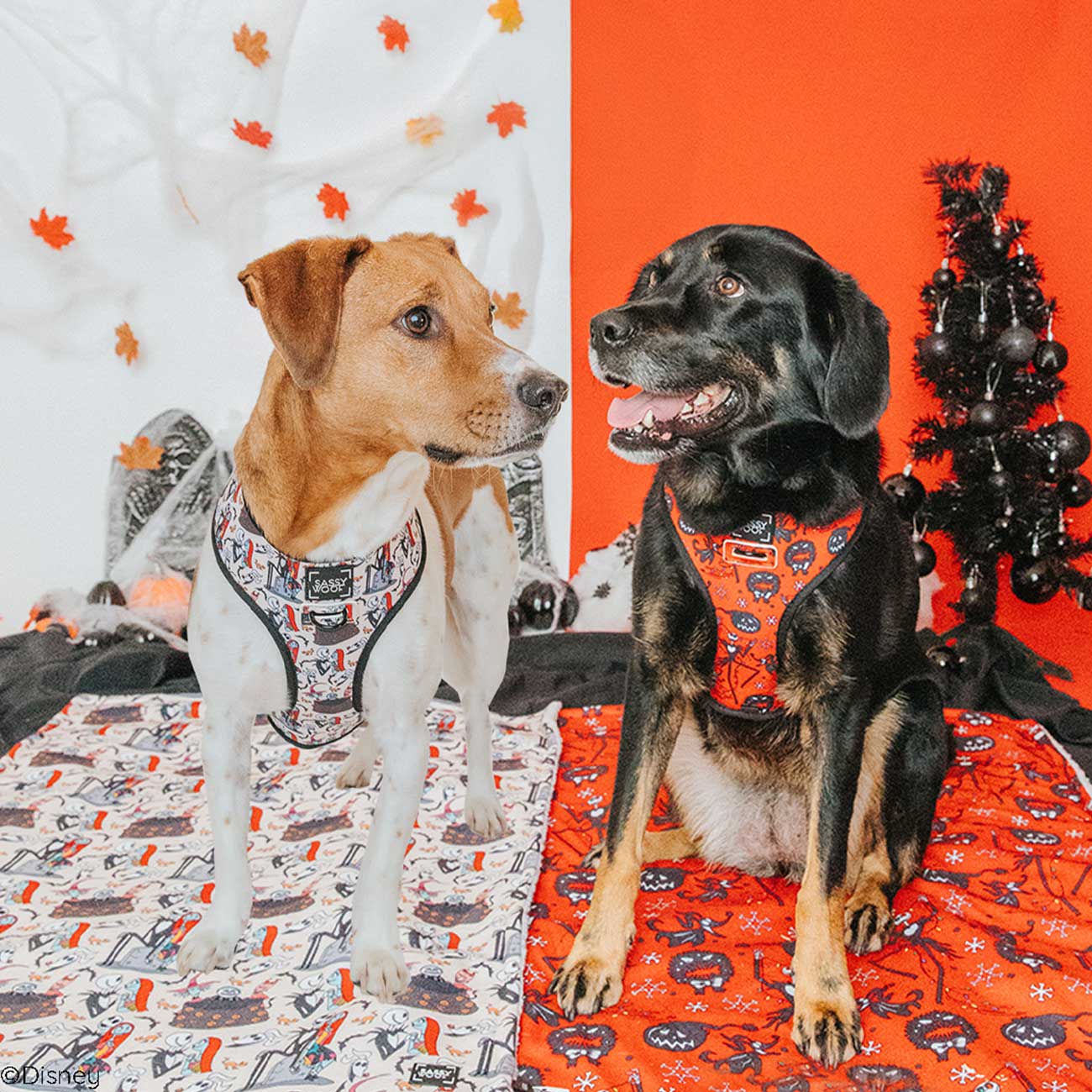 Two dogs wearing patterned harnesses on decorative backgrounds