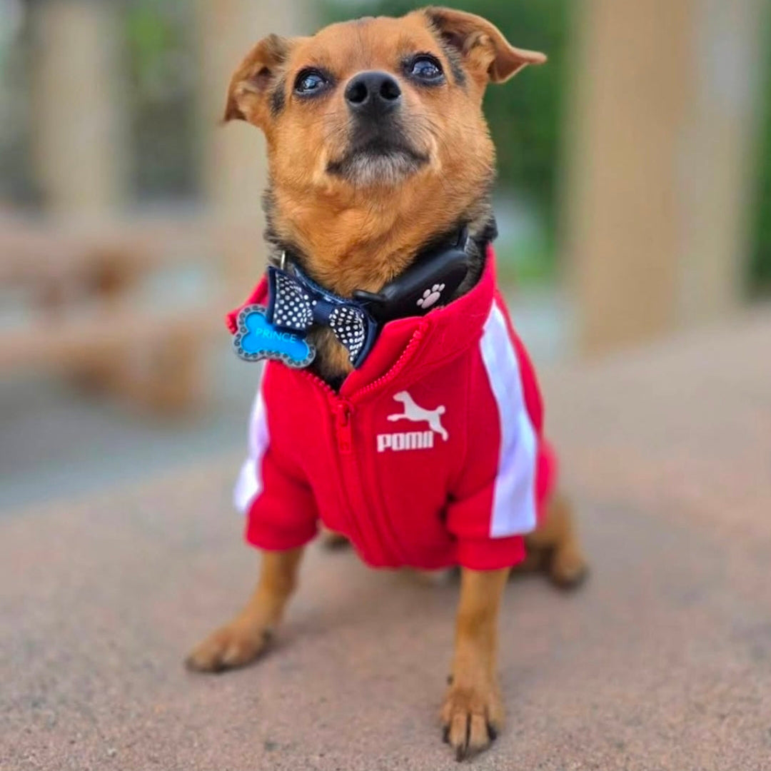 Puma Pet Sweater – Pawty Little Things