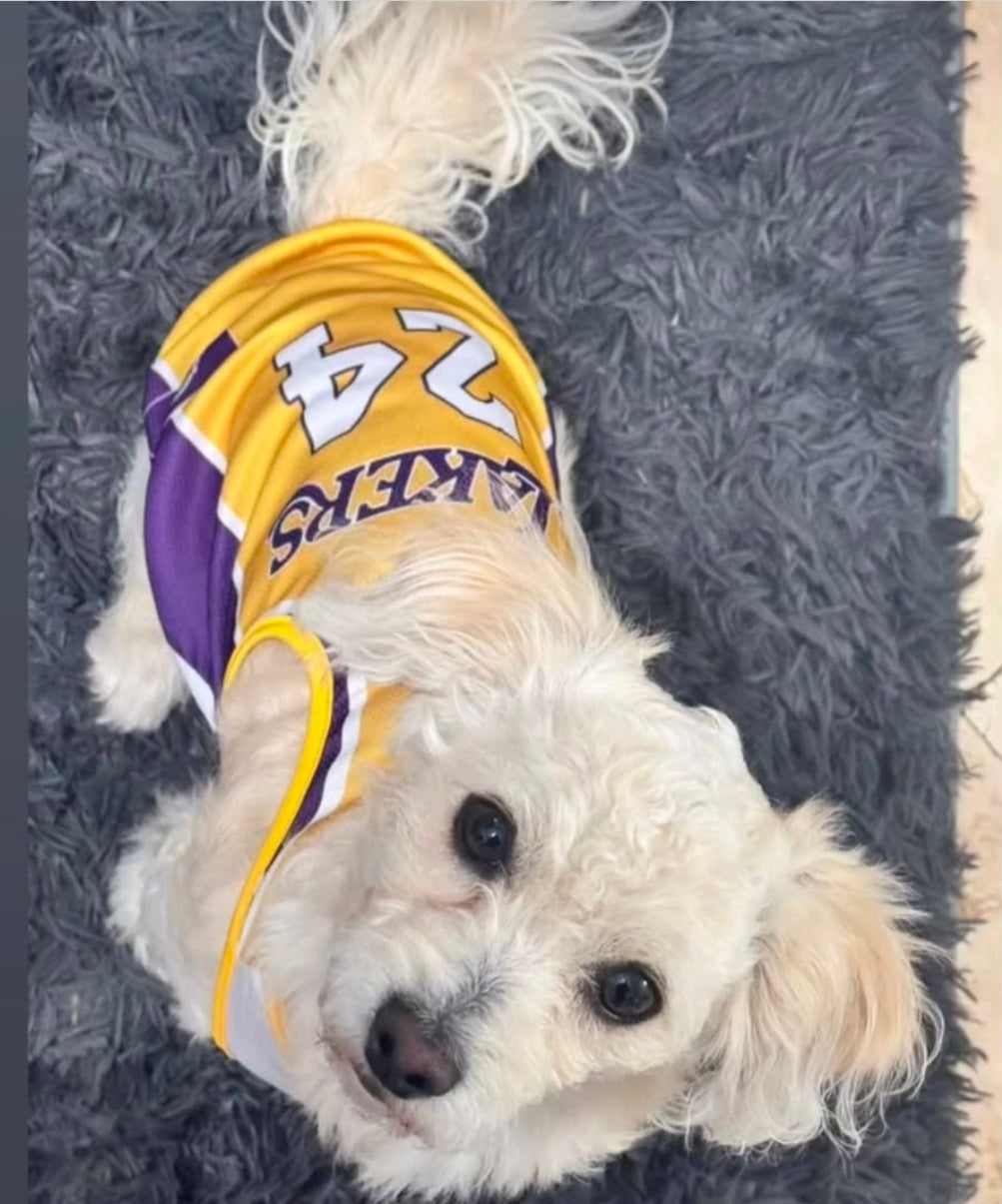 Pet Lakers Jersey