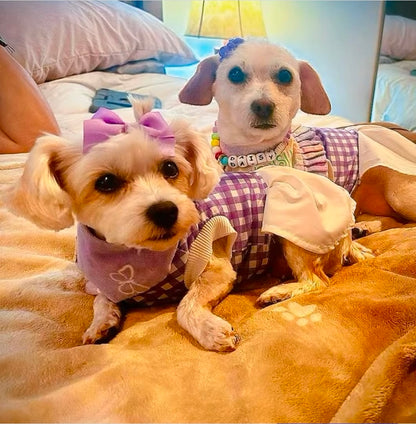 Stylish Purple and White Dress for Pets