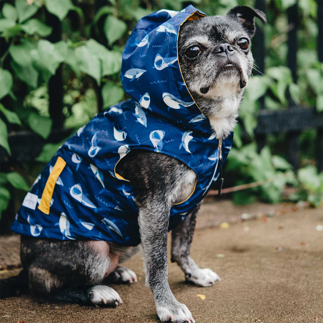 Dog wearing a blue raincoat with a hood in an outdoor setting
