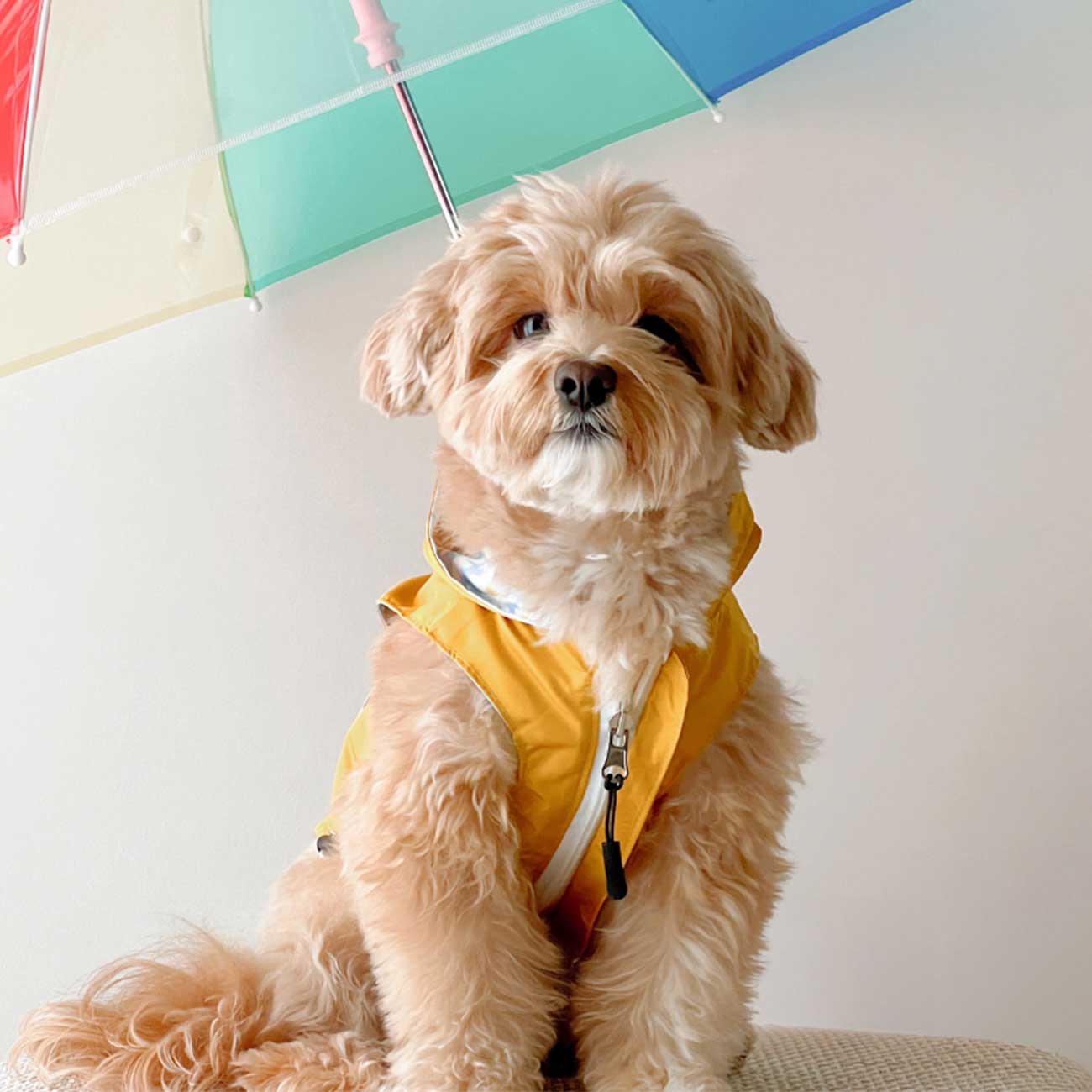 Dog wearing a yellow raincoat sitting under a colorful umbrella