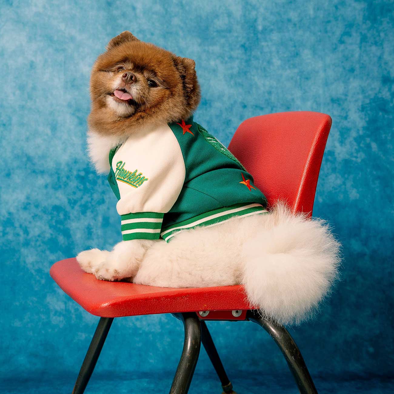 Dog wearing a green and white jacket sitting on a red chair against a blue background