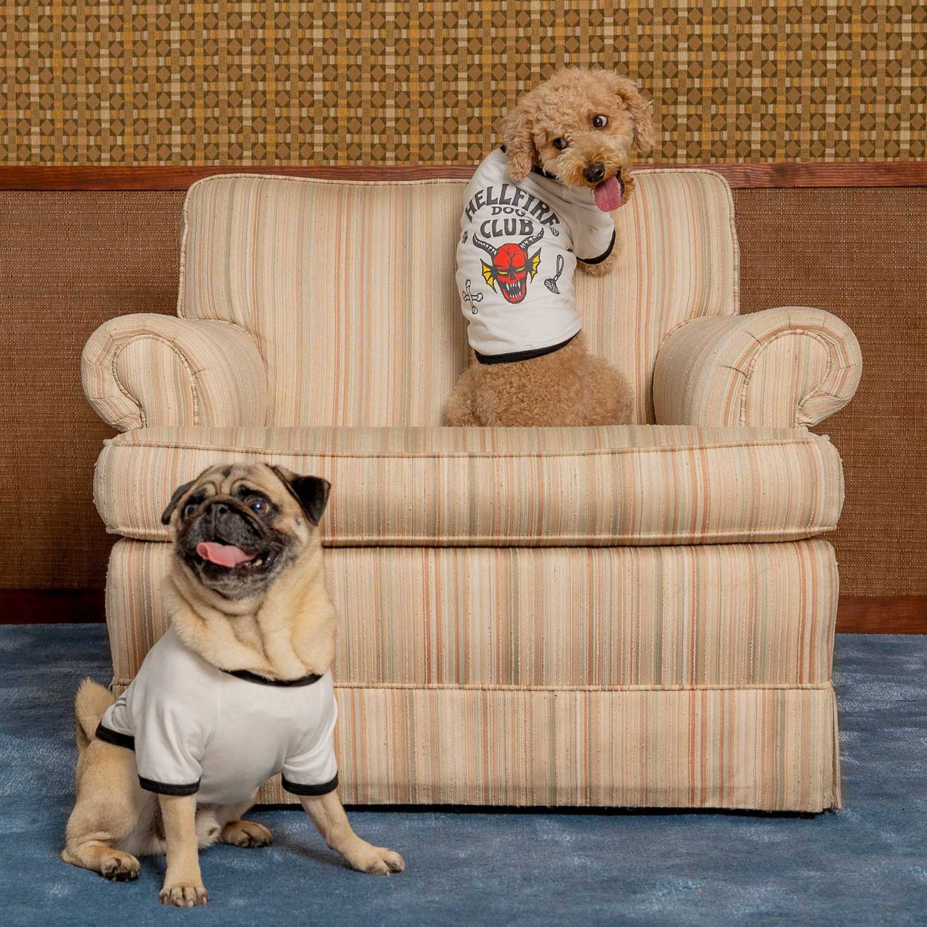 Two dogs wearing white pet shirts with black trim sitting on a striped armchair.