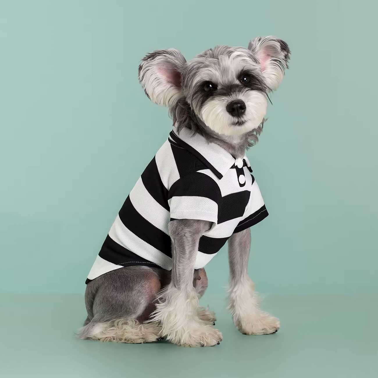 Dog wearing a black and white striped shirt on a light green background