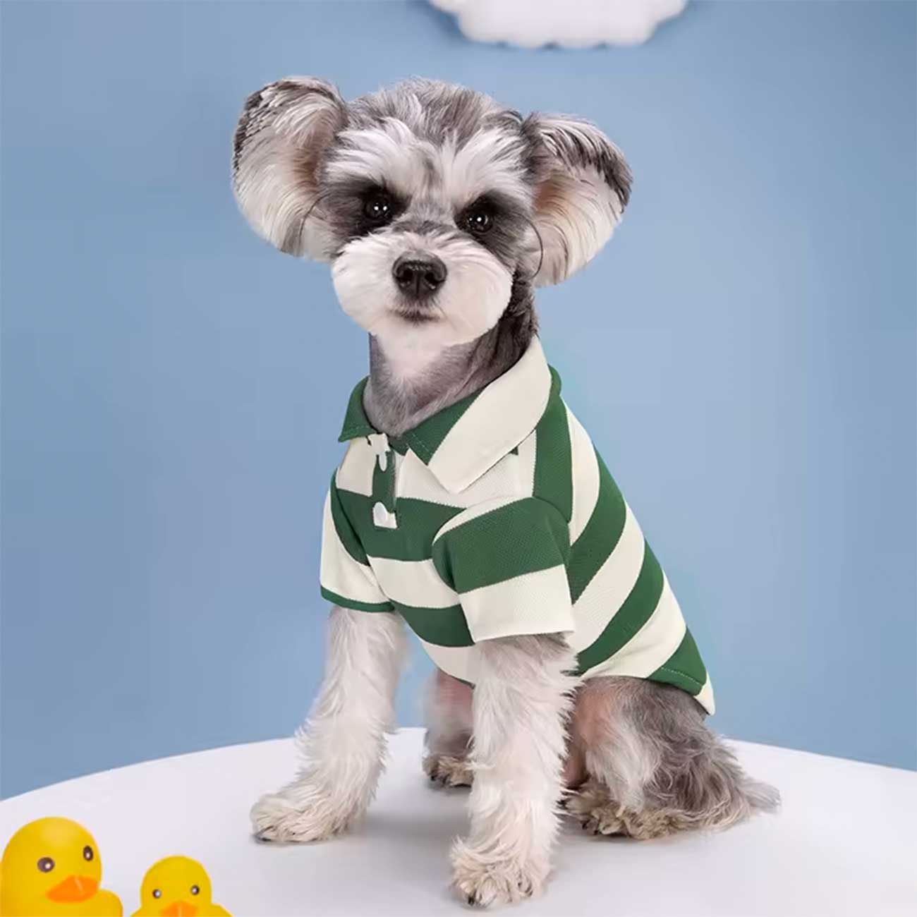 Small dog wearing a green and white striped shirt on a blue background