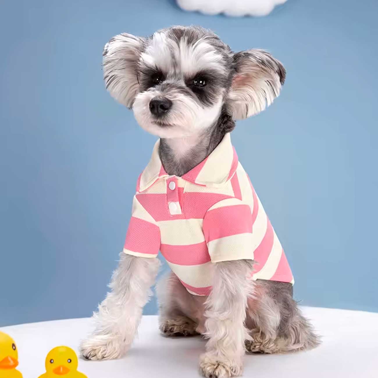 Small dog wearing a pink and white striped shirt with rubber ducks in the background