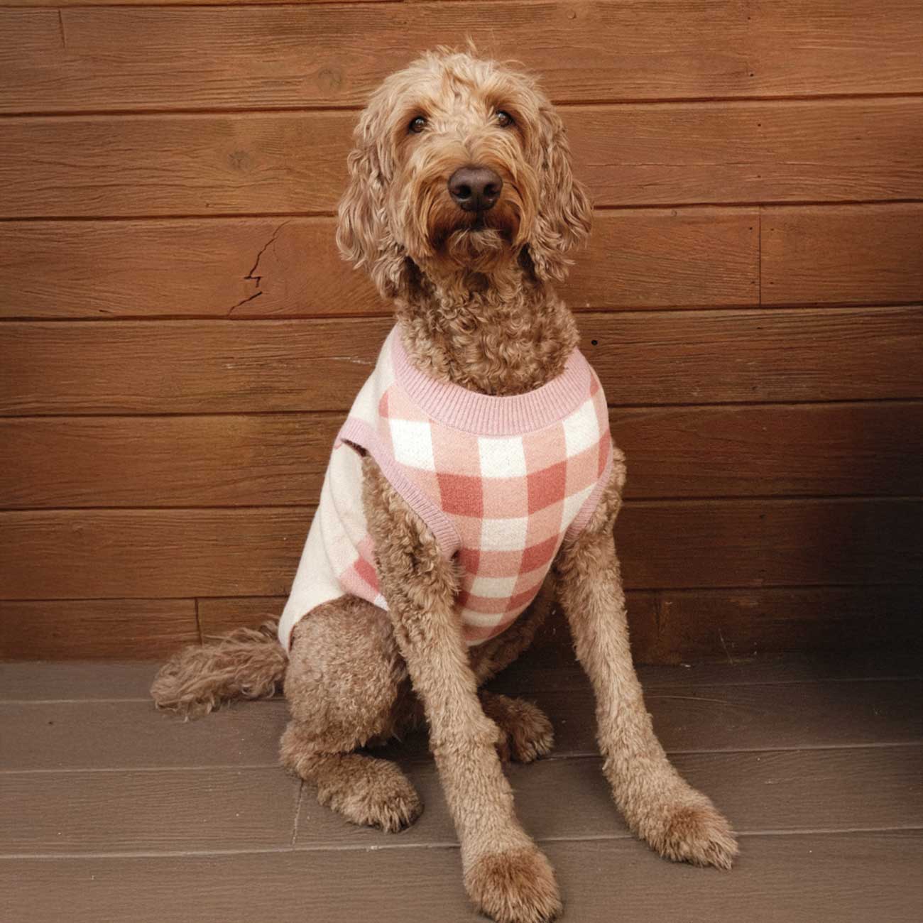 Dog wearing a pink checkered sweater sitting on a wooden floor against a wooden wall.