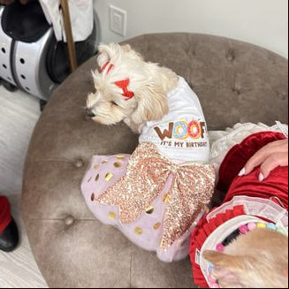 Pet Birthday Donut Outfit
