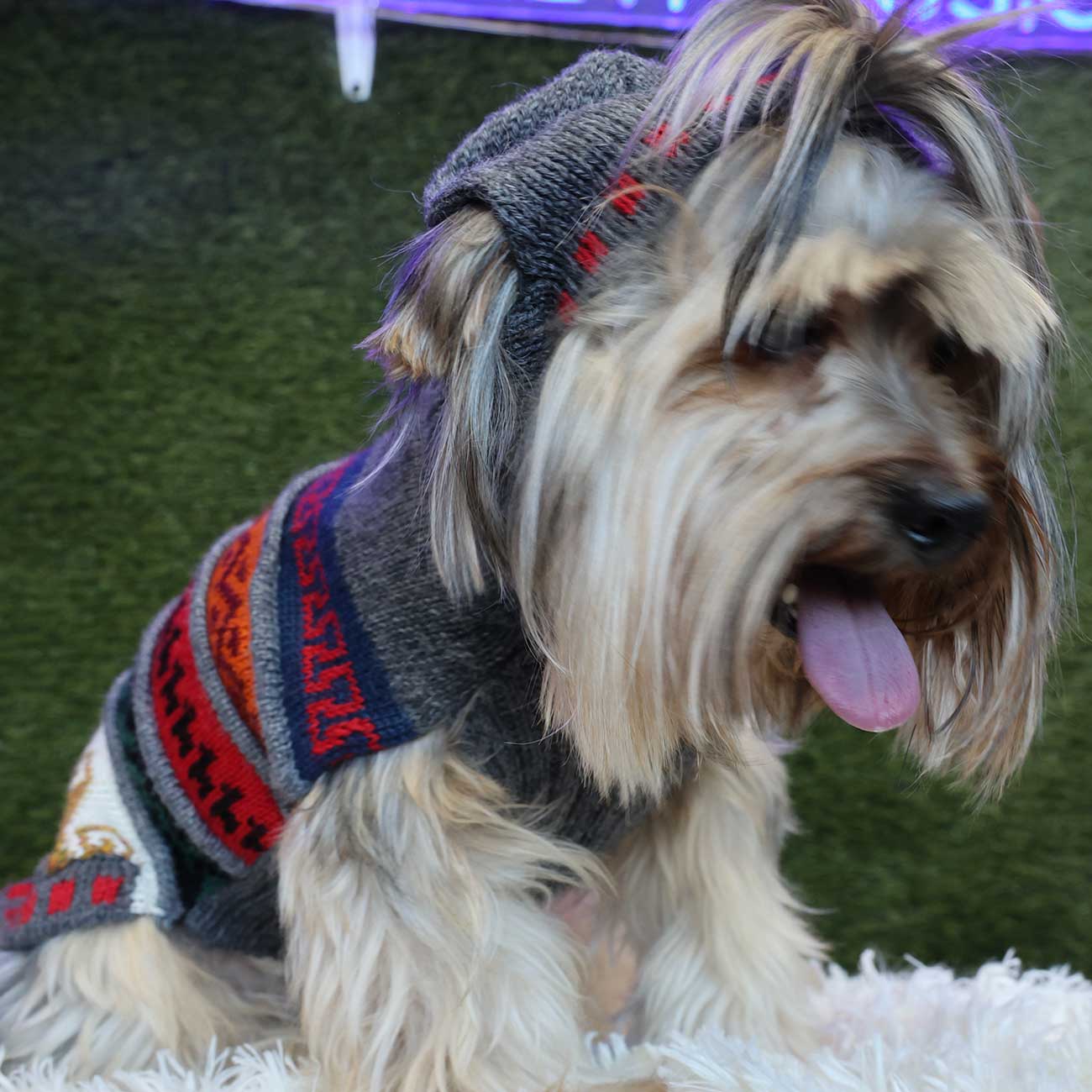 Peruvian Alpaca Pet Hoodie - Stylish and Cozy Apparel